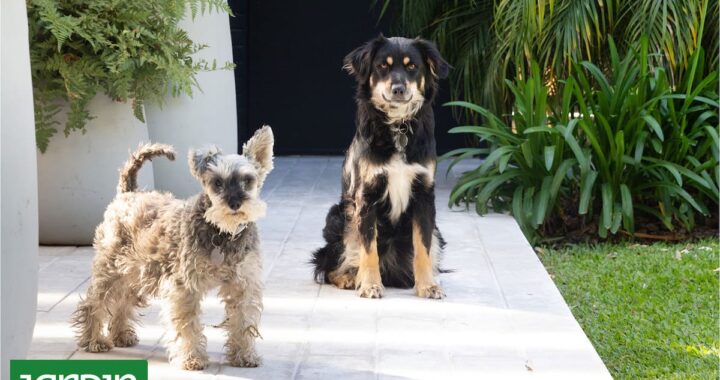 Cómo diseñar un jardín que conviva con mascotas sin resignar diseño