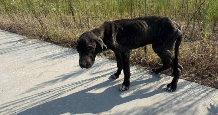 La encontró tumbada y sin fuerzas al costado del camino: “La acaricié y sentí cada uno de los huesos de su cuerpo”