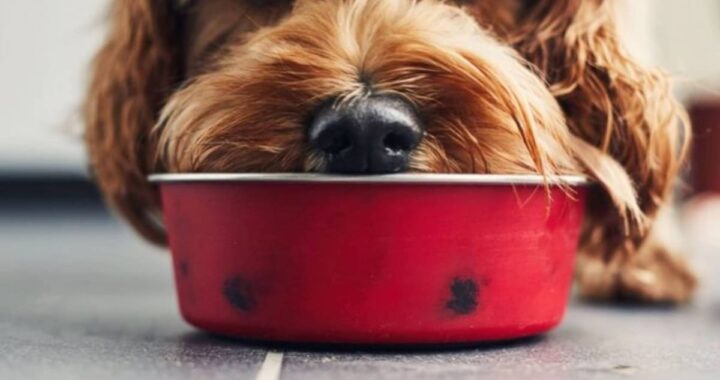 Los cuatro ingredientes clave que debe tener el alimento de tu mascota, según los que más saben