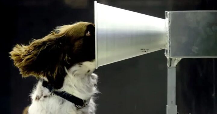 Mejores que un robot: los increíbles animales que hacen el trabajo que la tecnología aún no puede resolver