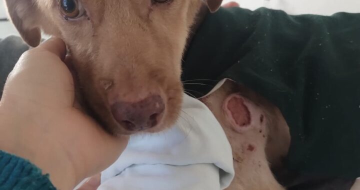 Pero una noche apareció en un descampado desnutrido y con úlceras: “Nadie se animaba a tocarlo por miedo a lastimarlo”