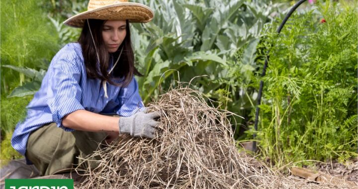 Qué evitar para no arruinar el jardín