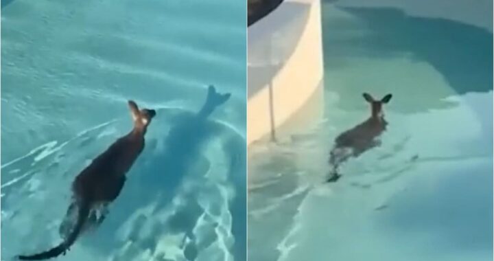 Un canguro irrumpió en un parque temático en Australia y su actitud llamó la atención de todos