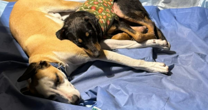 Con un abrigo gastado y collar, apareció mientras paseaba a su perro, lo rescató y ocurrió algo inesperado