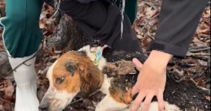Herido de bala, se escondió en un tronco podrido de un pantano hasta que llegó la ayuda