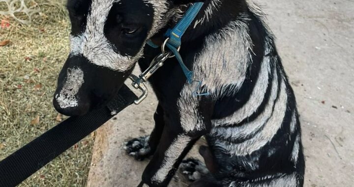 Pero cuando se acercaron descubrieron que había caído en la manos equivocadas: “Estaba cubierto con pintura tóxica”