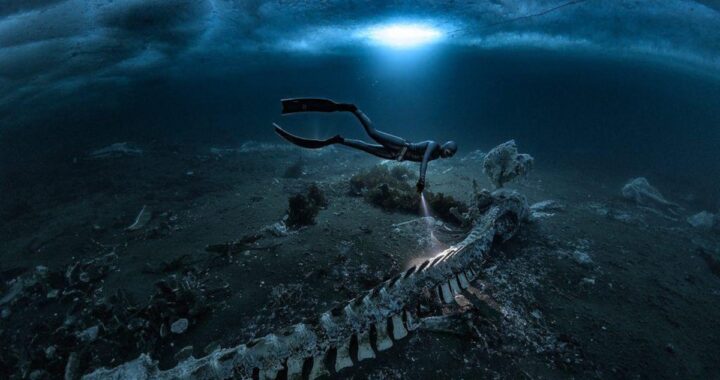 «Hay huesos por todas partes»: los cementerios de ballenas que transforman las profundidades del mar