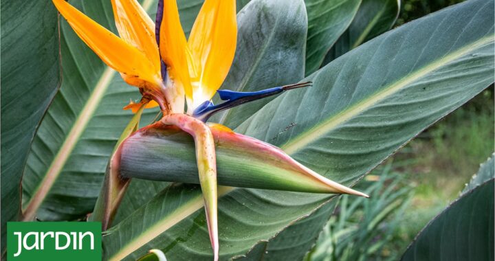 La flor exótica que se volvió la musa de los patios actuales