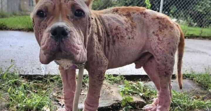 Callejero en crisis: hallan a perro con la piel viva expuesta
