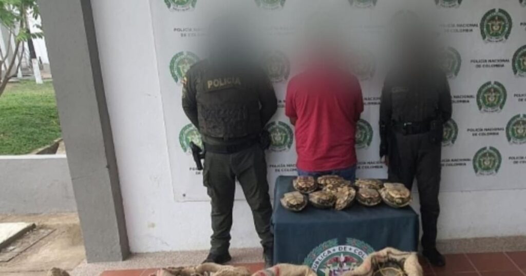 Capturan en flagrancia a alias ‘el Culebrero’ con más de 255 icoteas en Bolívar