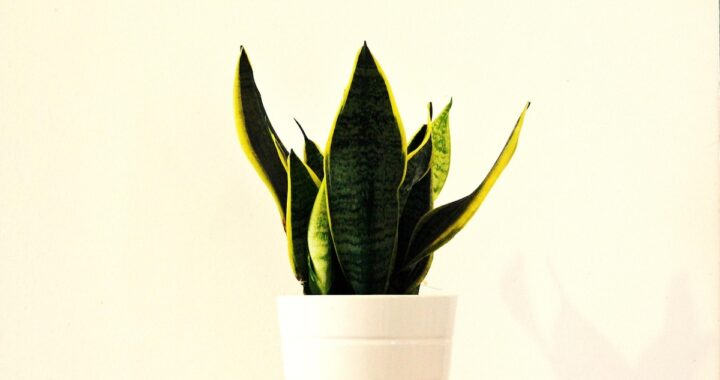 Plantas resistentes para interiores: 3 ejemplares que viven con poca luz y casi sin agua