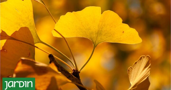 Cómo mantener el encanto del jardín al llegar el otoño