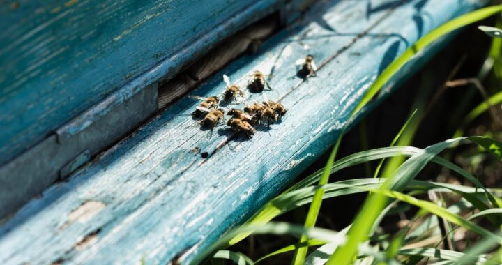 Qué revela espiritual y ecológicamente la llegada de abejas al hogar