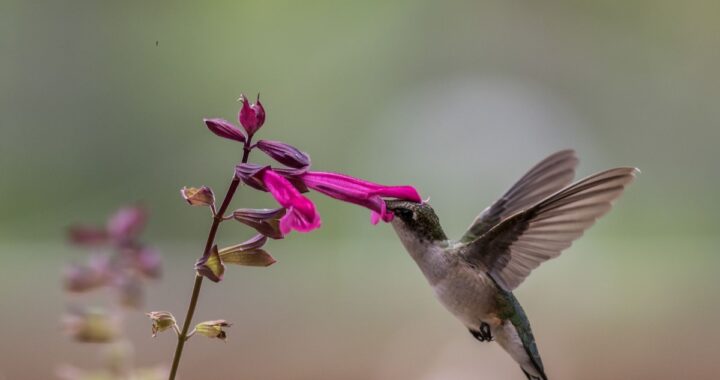 Qué significa que un colibrí visite tu jardín