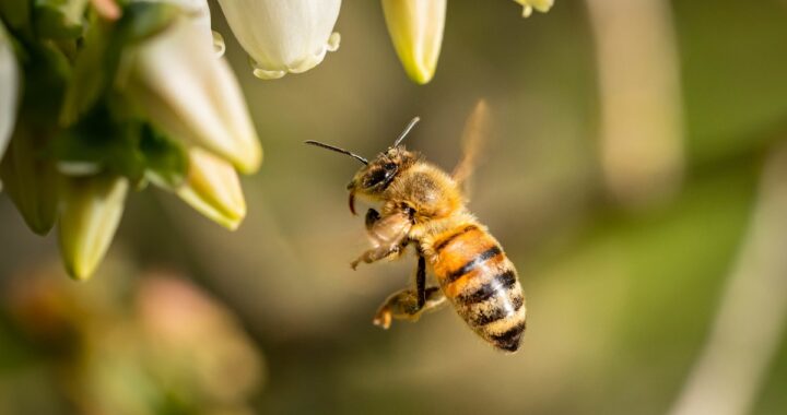 Interpretación de ver una abeja volando alrededor del hogar