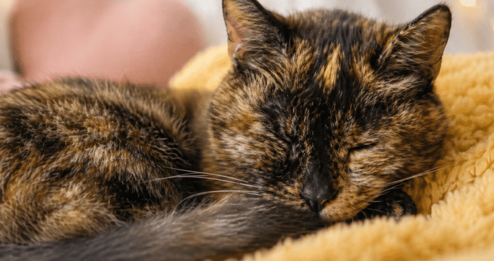 Tiene 30 años y es récord mundial: el gato que desafía el paso del tiempo