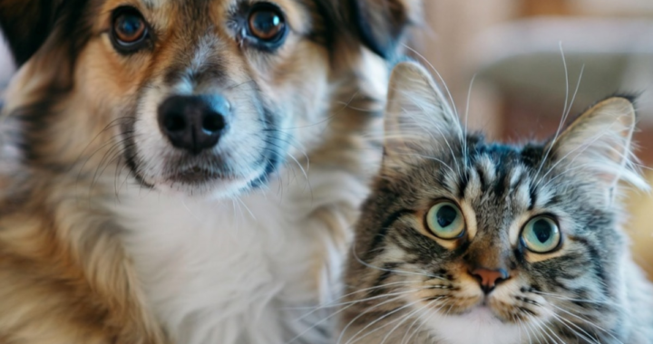 Prevención oncológica en mascotas: alimentos clave para proteger a perros y gatos