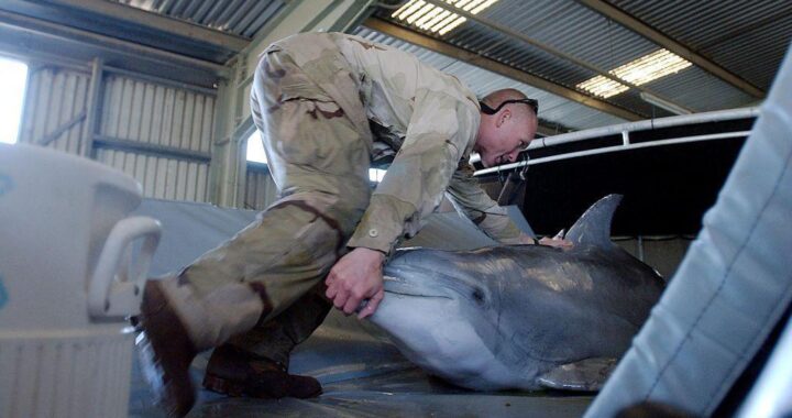 La historia de los delfines suicidas entrenados en la Unión Soviética que Irán compró a Ucrania hace 26 años