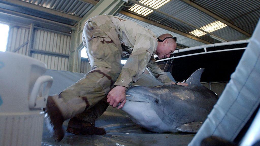 Delfines en una imagen de archivo, entrenados para realizar tareas bajo el agua.