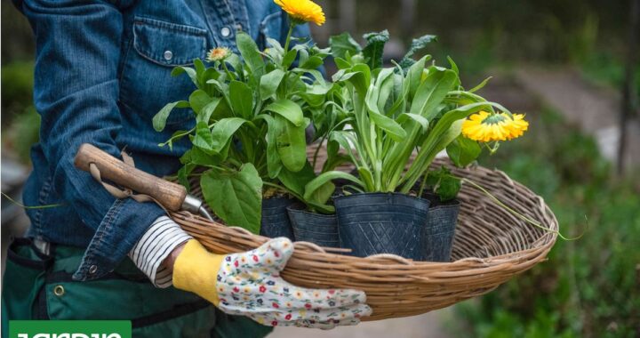 Aman el frío: Qué aromáticas tenés que plantar hoy para un invierno con sabor