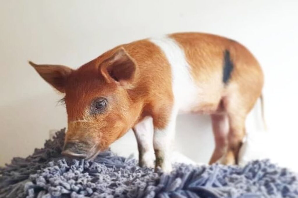 Cerdita rescatada de un baldío, sonriendo y dando la patita