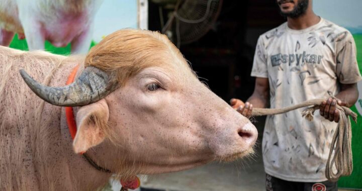 Decidieron no sacrificar al búfalo que se parece a Donald Trump y que se volvió viral en todo el mundo