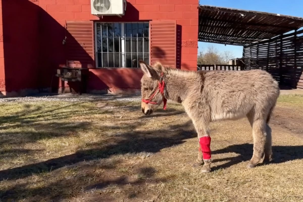 Un burrito miniatura con una pata lesionada recibiendo cuidado y atención en un santuario.