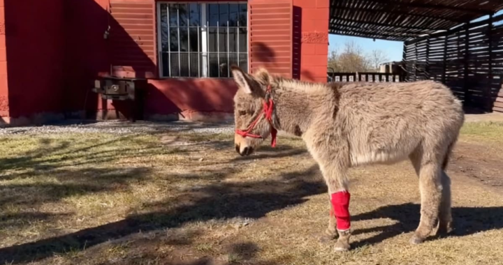 En un campo, con una pata lesionada y aislado del resto de los animales, esperaba un cruel final: “Era un bebé y tenía los días contados”