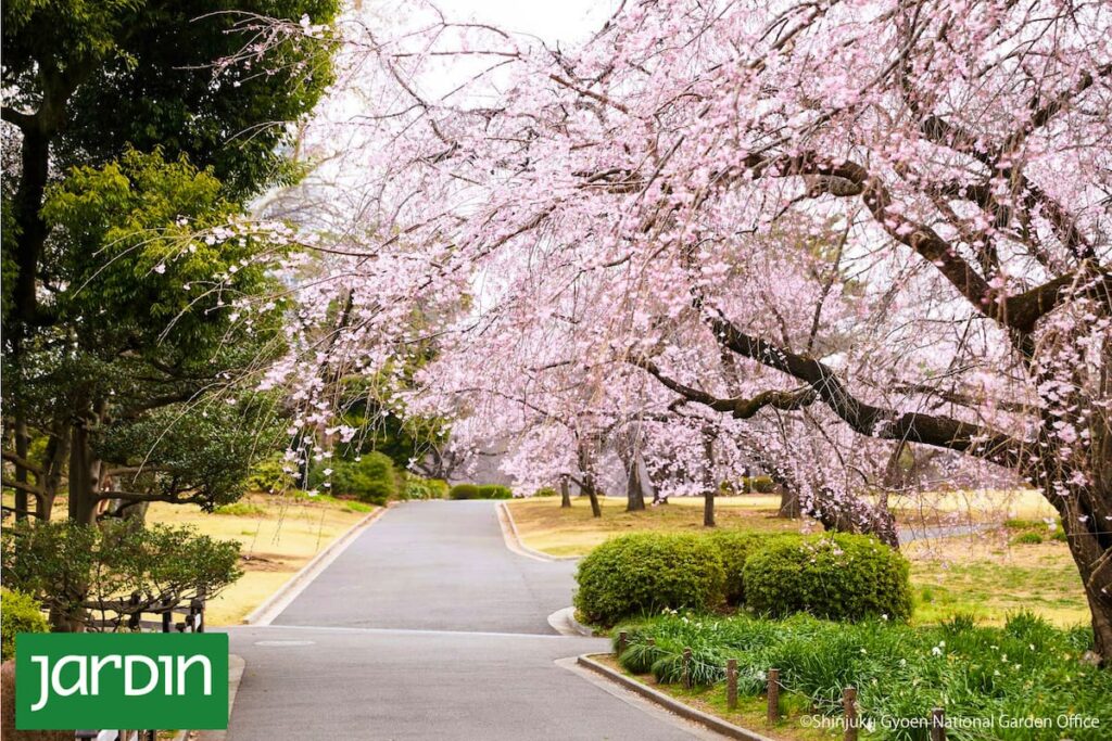 Un grupo de cerezos en flor de diferentes colores en el parque Shinjuku Gyoen