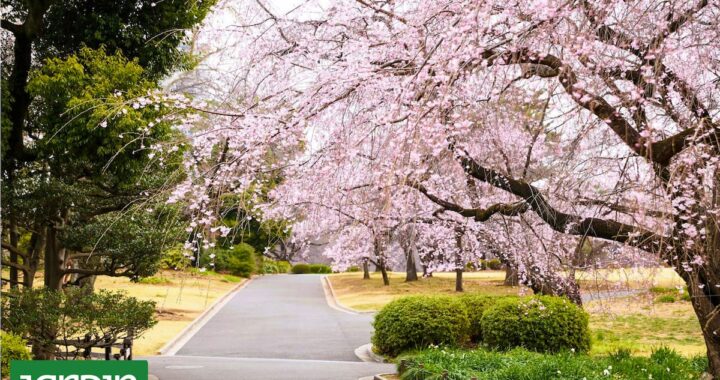 Shinjuku Gyoen: el parque de Tokio donde florecen más de mil cerezos
