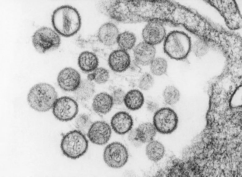 Persona con equipo de protección contra virus, con un fondo de roedores, simbolo de la transmisión del hantavirus