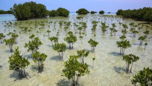 Bosque de manglares con raíces entrelazadas protegiendo la costa y almacenando CO2