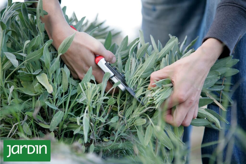 Poda de otoño de romero o lavanda para estimular su crecimiento