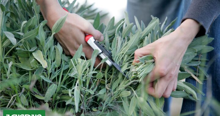 Cortar para que vuelva: Por qué las aromáticas necesitan una poda casi drástica en otoño
