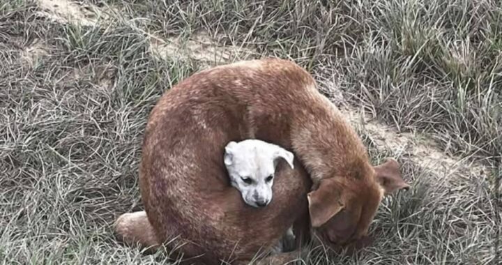 Leia protege a su cachorro en ola de frío histórica en Texas
