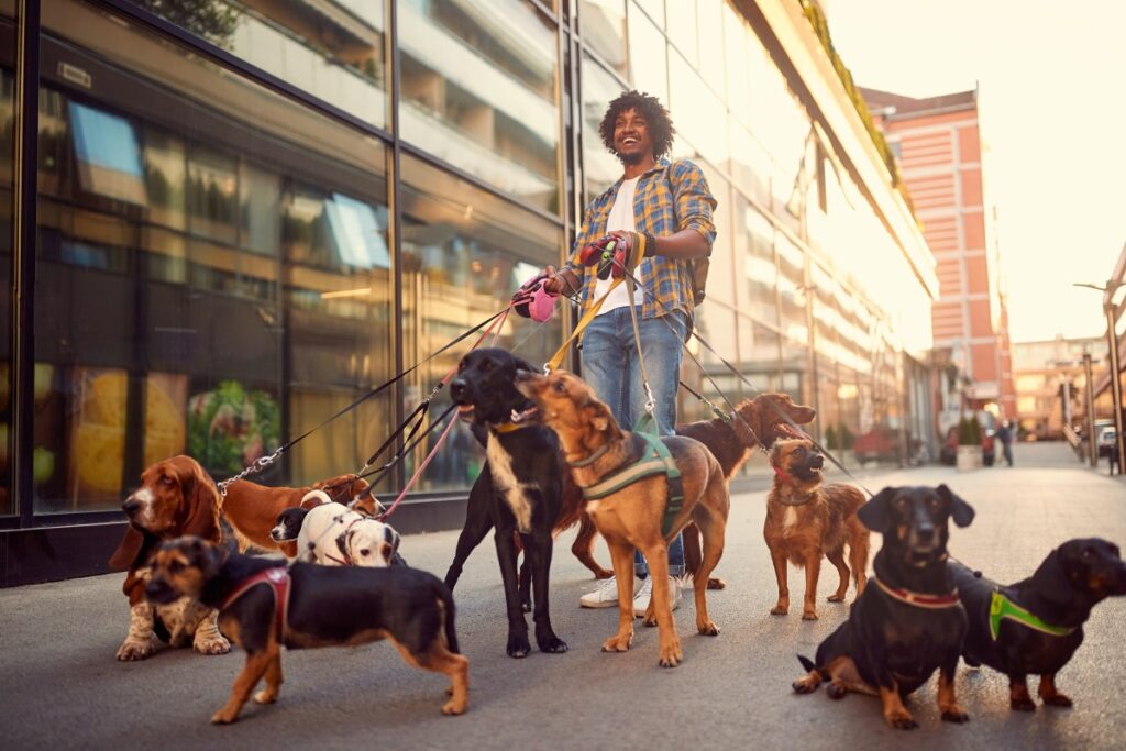 Un joven ingeniero sonriendo mientras pasea a un grupo de perros en un parque de Nueva York