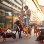 Un joven ingeniero sonriendo mientras pasea a un grupo de perros en un parque de Nueva York