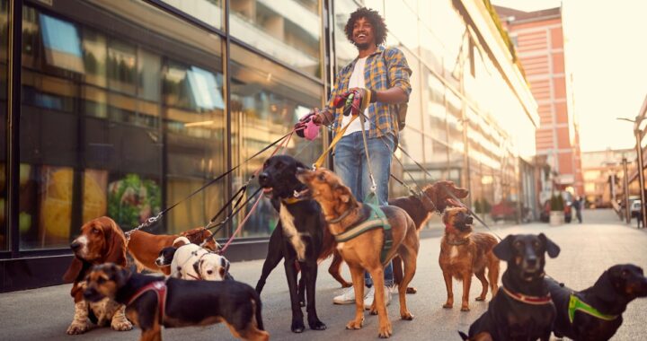 Ingeniero de Nueva York pasea perros en sus ratos libres y gana $6,000 extras al mes