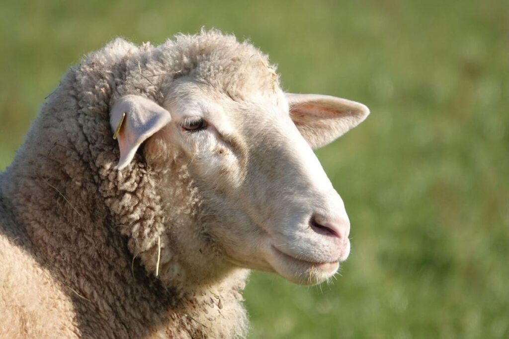 Oveja con armadura de malla de plástico para protegerse de lobos en los Alpes
