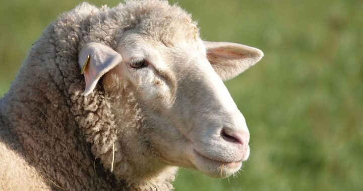 Armadura para ovejas: el invento que frena a los lobos