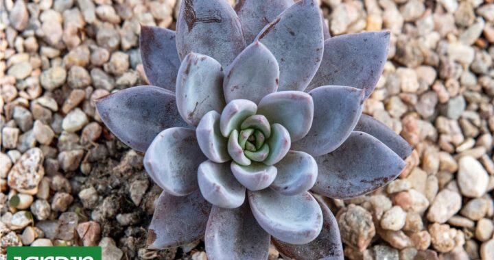 La suculenta de colores vibrantes que se vuelve más linda en invierno