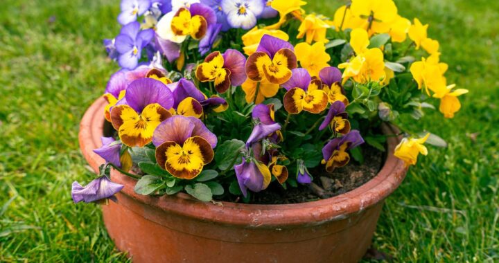 3 plantas resistentes al frío para un jardín colorido en invierno
