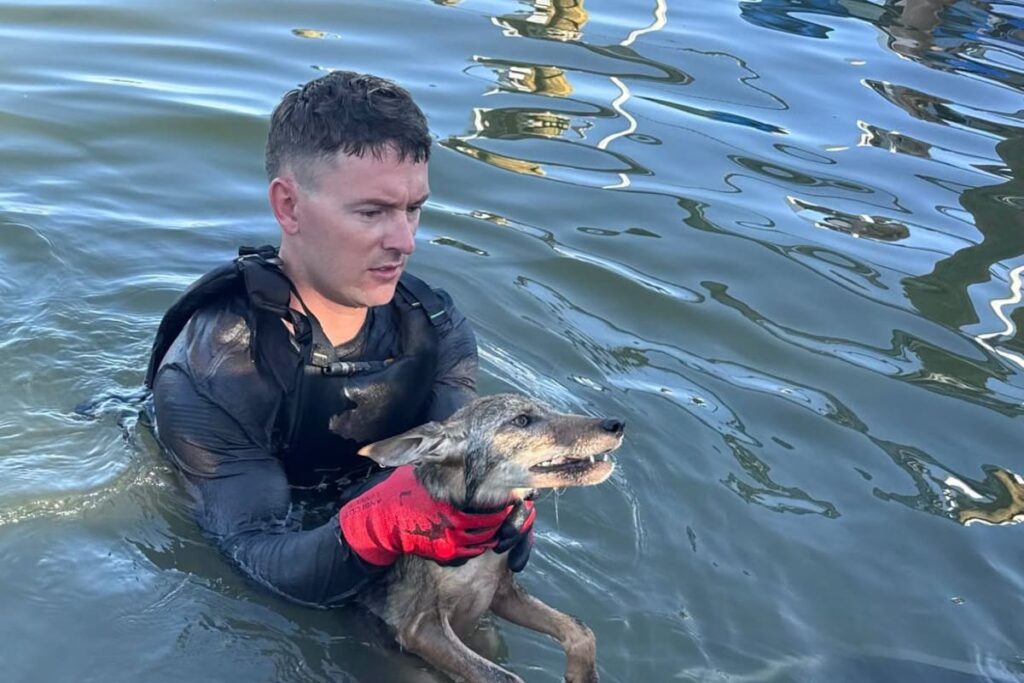 Bomberos rescatando un coyote joven del lago Britannia en Cape Coral