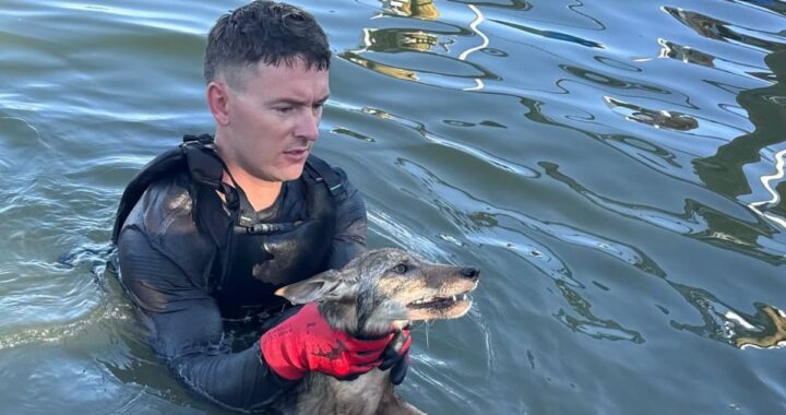 Rescatan un coyote en Florida creyendo que era un perro
