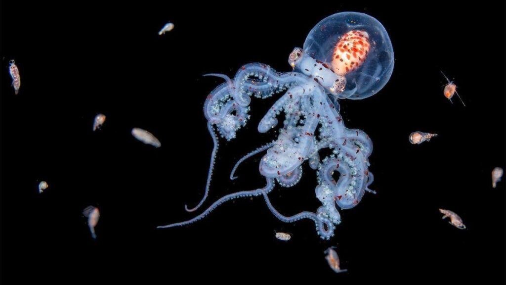 Jialing Cai fotografiando medusas y zooplancton en aguas oscuras con iluminación estratégica