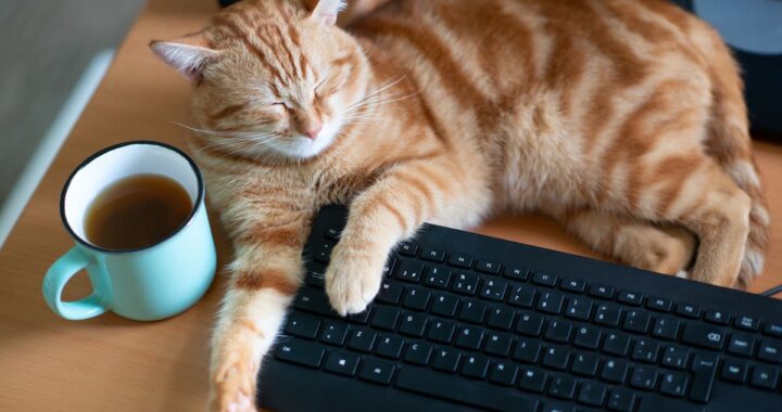 Carlos Gutiérrez, veterinario: “Los gatos naranjas suelen ser muy amigables y disfrutan de la vida en familia”
