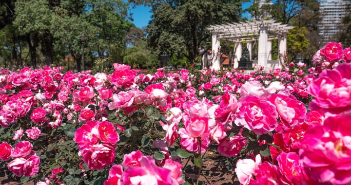 El Rosedal de Palermo regala esquejes: cuándo y dónde retirarlos y cómo plantar un rosal en casa