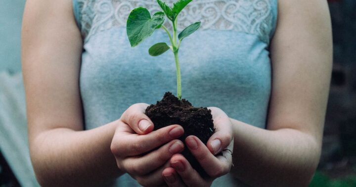 Proverbio chino: “El mejor momento para plantar un árbol fue hace 20 años; el segundo mejor momento es ahora”