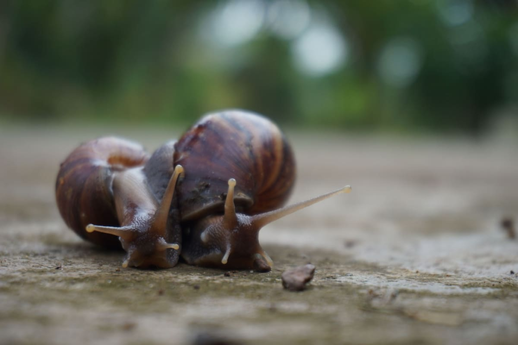 Caracol en jardín simbolizando paciencia y armonía feng shui