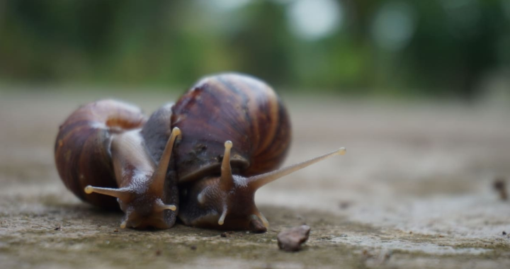 Caracol en casa: significado espiritual y mensaje del feng shui
